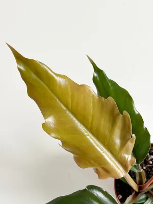 Chocolate Empress Philodendron