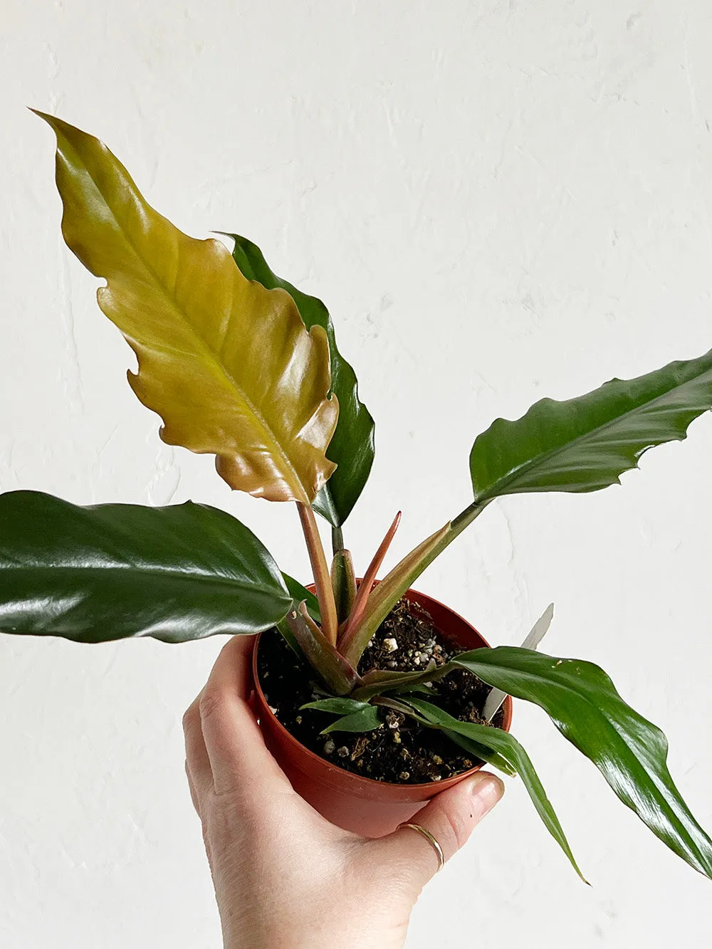 Chocolate Empress Philodendron