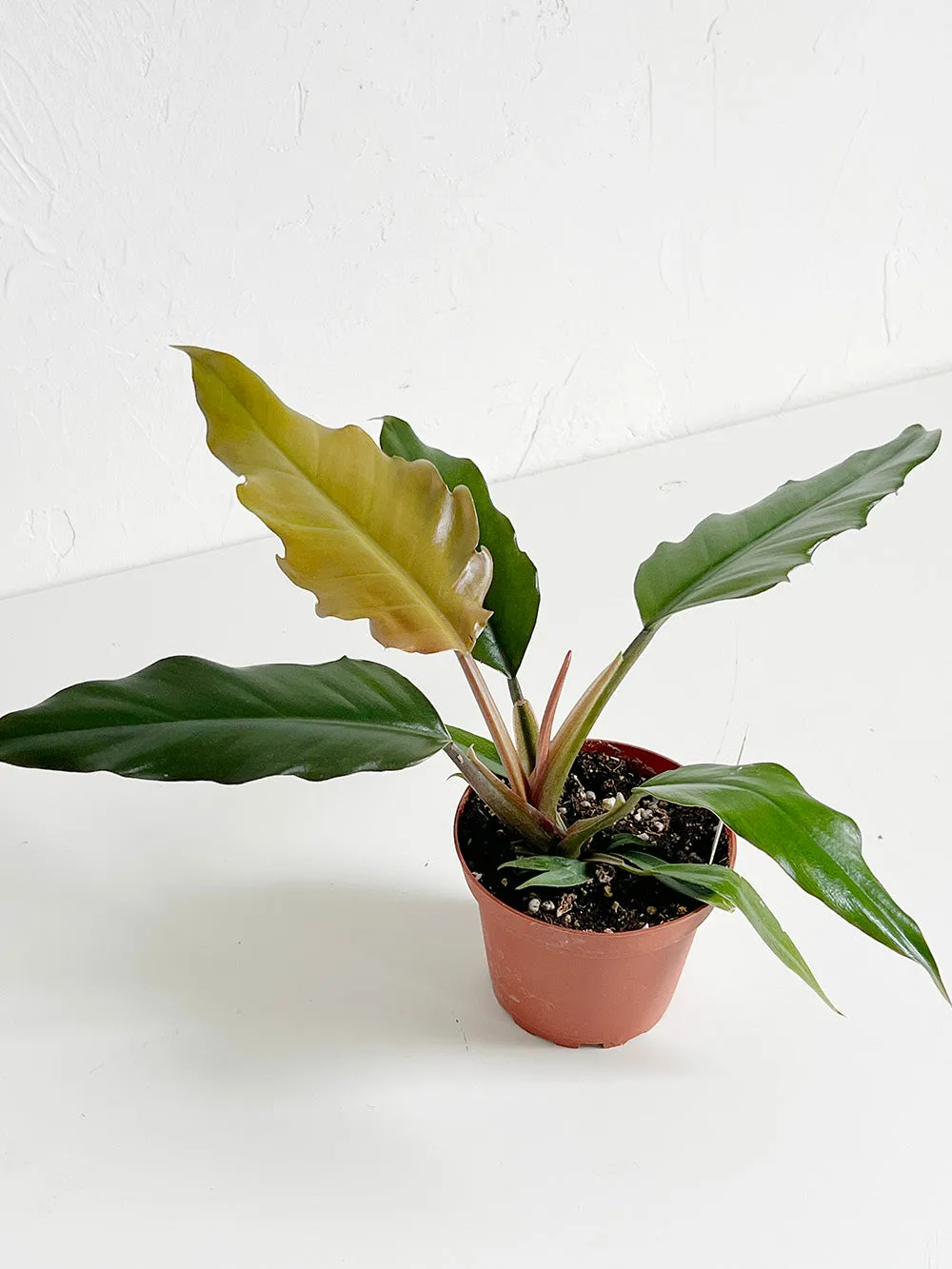 Chocolate Empress Philodendron