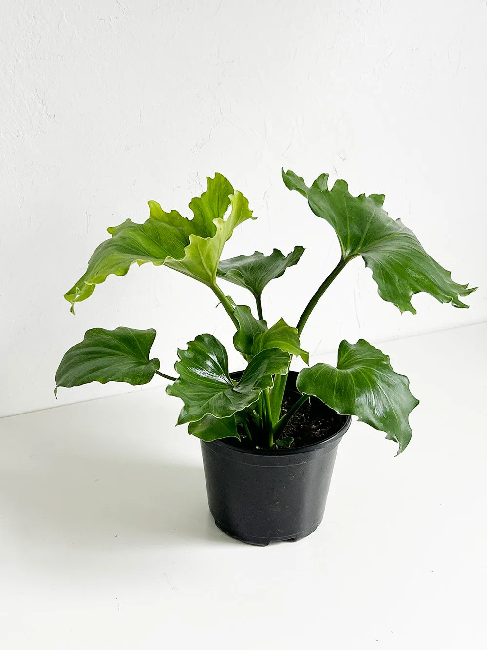 Lickity Split Philodendron