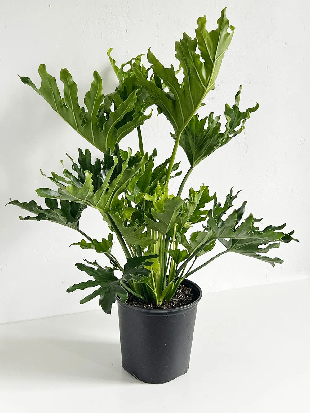 Lickity Split Philodendron