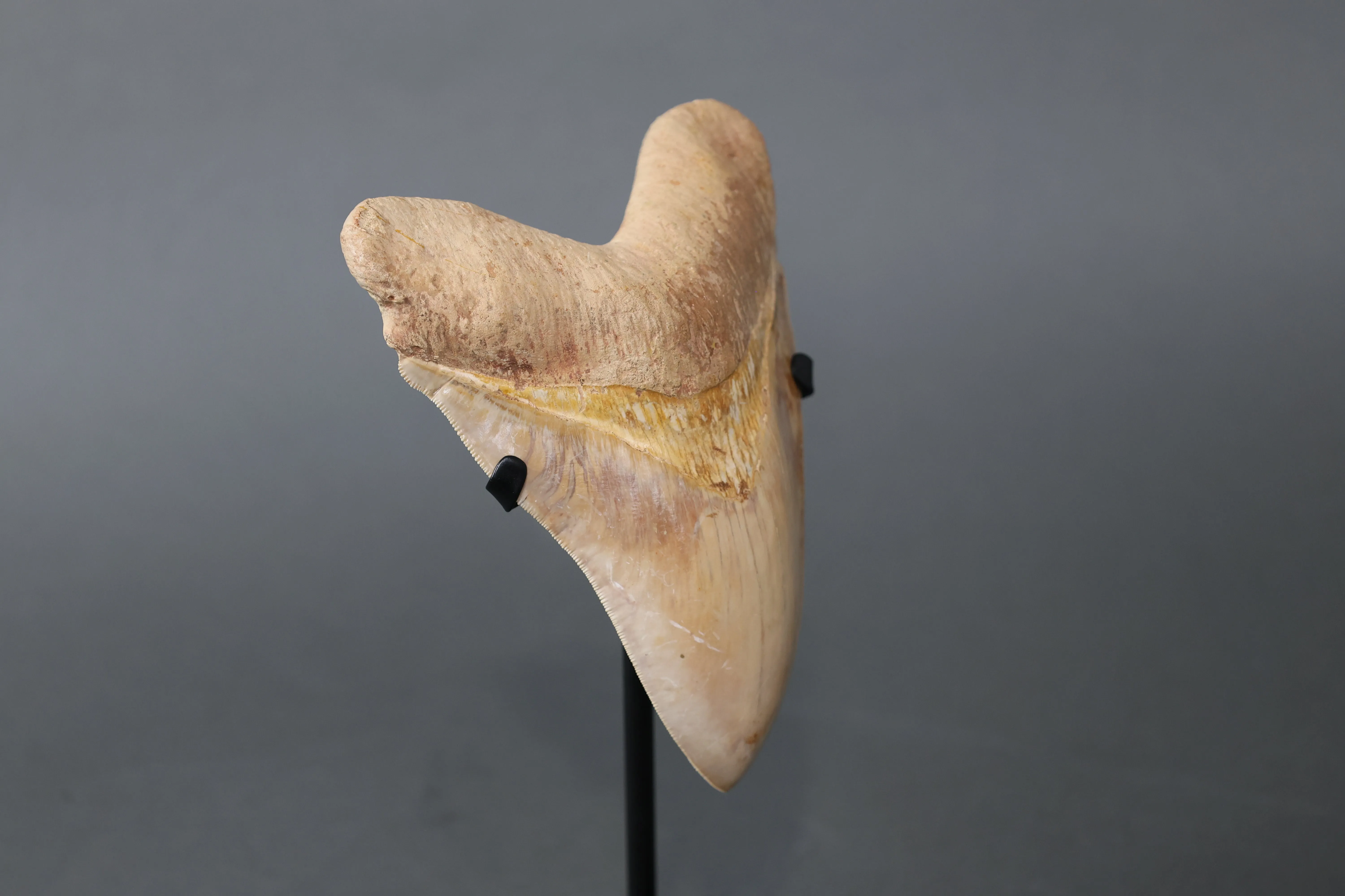 Spectacular Megalodon Shark Tooth - 5.8"