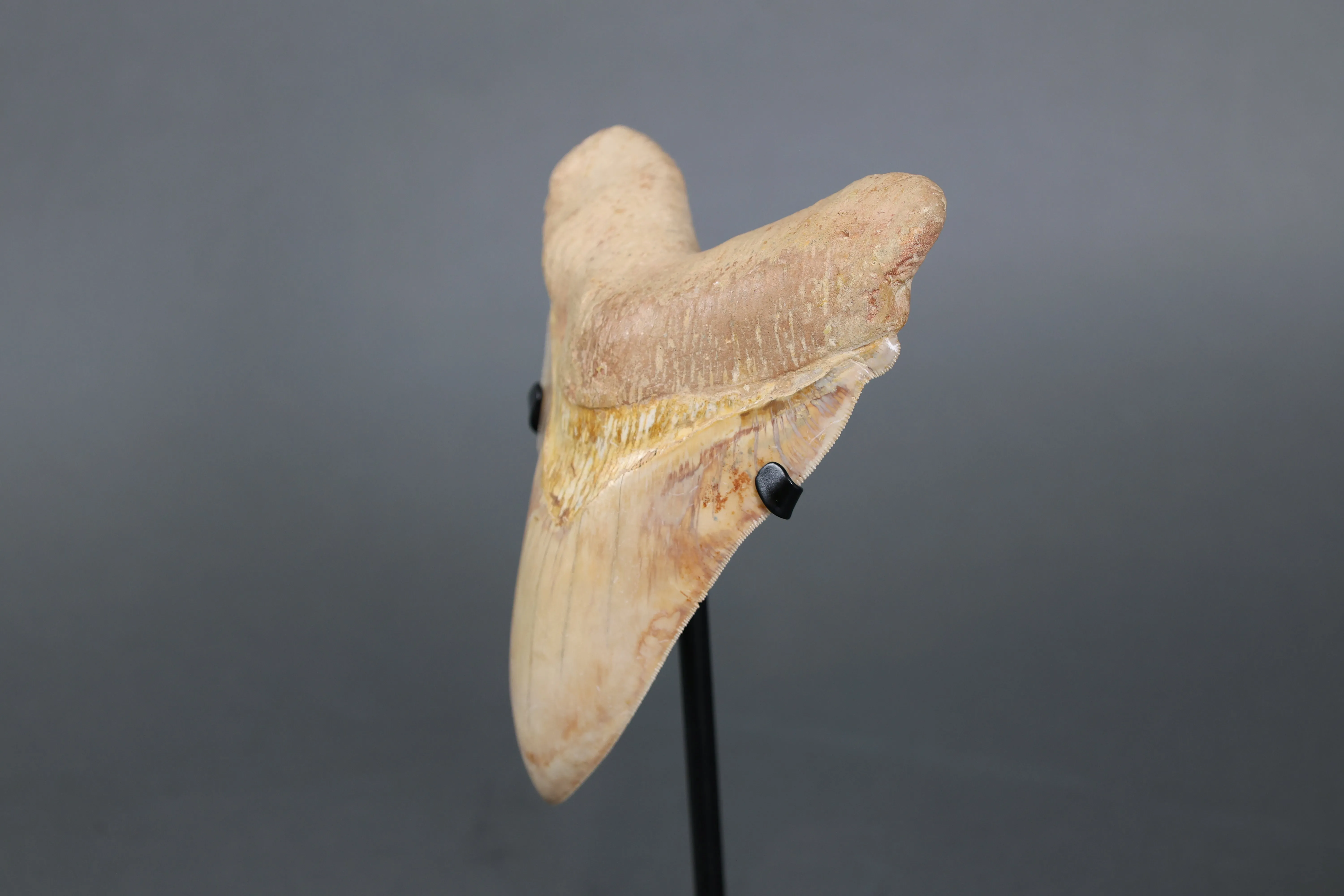 Spectacular Megalodon Shark Tooth - 5.8"